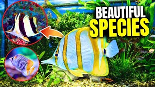 The 21 BEST Types Of Butterflyfish [upl. by Nelra]