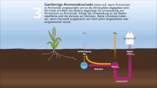 StickstoffKreislauf und Umsetzung von DüngerStickstoff im Boden [upl. by Shaefer]