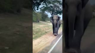 Elephant mock charge bikeshorts youtubeshorts shortsfeed ytshorts elephant nationalpark [upl. by Aisha772]