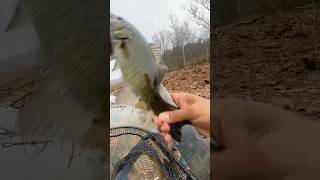 Smallmouth Bass Kayak Fishing freshwaterfish [upl. by Ellennaj977]