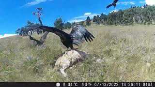 California condors fight eagle for a sheep carcass [upl. by Gilba429]