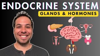 The Endocrine System  Glands and Hormones [upl. by Audrie549]