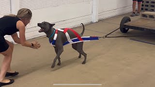 Thai Ridgeback Dog “Yunga”  UKC Weight Pull Trial  536lb  244kg  Total Dog Qualifier [upl. by Kacerek]