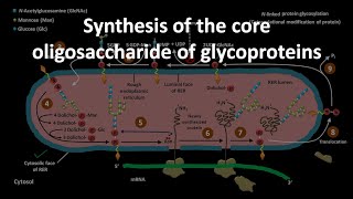 Protein glycosylation [upl. by Dachi]