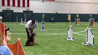 Kona Airedale Terrier Nov FAST Agility Q [upl. by Einniw]