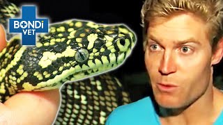 Snake Hit By Car in Late Night Emergency 🐍  Bondi Vet Clips  Bondi Vet [upl. by Ydorb416]