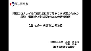 新型コロナウイルス感染症に関するＰＣＲ検査のための鼻腔・咽頭拭い液の採取のための研修動画 ⑤ 鼻・口腔・咽頭部の解剖 [upl. by Akisej]