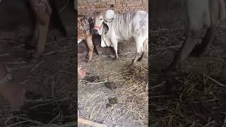 Gir Cow 2nd Lactation Best Gir Cow Farm Gir Cow Milking By Hand aravalidairyfarm cow daily vlog [upl. by Edualc]