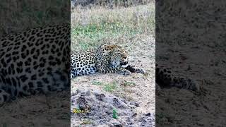 Leopard 🐆 roaranimalsoudsmammalswildlifemamatv [upl. by Velasco]