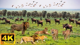 4K African Wildlife Etosha National Park  Scenic Wildlife Film With Real Sounds [upl. by Gotthard]