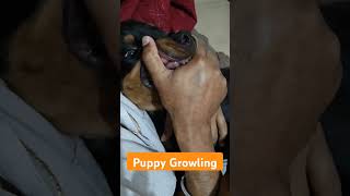 Rottweiler puppy Growling cute 🐶❤️ puppy growls dog dog rottweiler cute [upl. by Odlo]