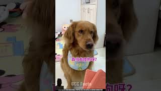 dog goldenretriever trending woodworking funnydog [upl. by Ellezaj]