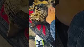 Hcatcatlover fumny fumnyvideos foryou fypage fyp fumnycatcats [upl. by Gibert]