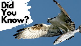 Things you need to know about OSPREYS [upl. by Gnep239]