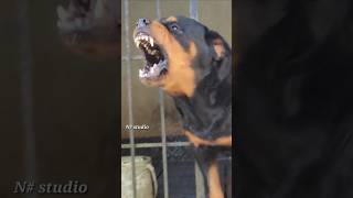 Big Rottweiler barking at people rottweiler angrypuppy dogsound angrydog angrypets barking [upl. by Arretak625]