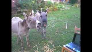 ★ Donkey watches donkey on youtube [upl. by Yttik]