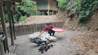 Taking care of animals and harvesting luffa to sell at the market  Lý Thị Viện [upl. by Noside881]