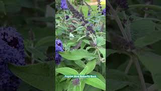 Pugster Blue Butterfly Bush butterfly garden zone8b pollinatorgarden [upl. by Ahtiekal643]