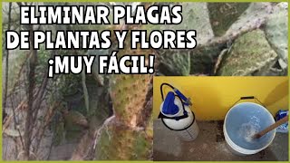 Cómo eliminar todo tipo de plagas en plantas y flores [upl. by Imeaj72]