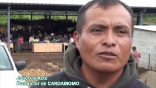 El Cardamomo en Guatemala [upl. by Haidej757]