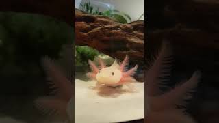 CUTE Ivys Axolotls LucyLeucistic yawning D [upl. by Malinde]