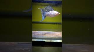 Sailfin Lyretail Molly mollyfish fish sailfinmolly aquarium fishtank fishkeeping ikanhias [upl. by Downs]