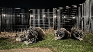 Porcupines LOVE Roaming at Night [upl. by Newell]