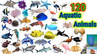 Learn Aquatic Animals Name120 aquatic animals vocabulary [upl. by Fried]