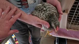 Chickens at 6 weeks old Araucana and Cream Legbar [upl. by Nashoma]