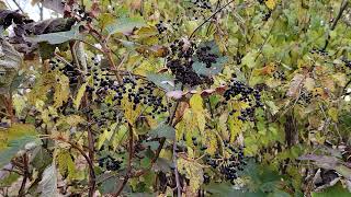 Viburnum dentatum Arrowwood [upl. by Bessie]