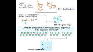 2DE Sodium Dodecyl Sulfate PolyAcrylamide Gel Electrophoresis SDSPAGE [upl. by Thedric]