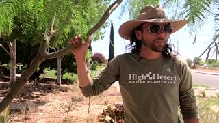 All About the Texas Honey Mesquite Prosopis glandulosa [upl. by Irat]