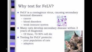 Feline Leukemia Virus FeLV Testing in Animal Shelters  conference recording [upl. by Emile375]