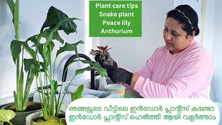 How to Grow and Take Care of Indoor Plants  Indoor Plants Caring Tips in Malayalam [upl. by Eatnahc]