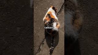 3 Fascinating Facts About Calico Cats [upl. by Rhoda355]