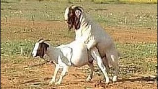 Boer Goats Origin South Africa [upl. by Slayton]