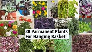 Top 20 Permanent Plants For Hanging Basket [upl. by Obadias]