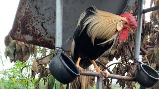 nhà nông 25h đang phát trực tiếpchicken gà onagadori [upl. by Melton292]