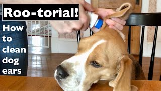 How to Clean Dog Ears with Roger the Beagle [upl. by Sucirdor]