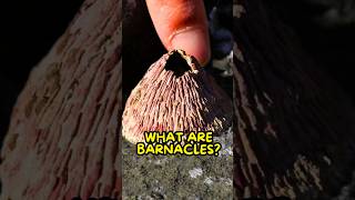 Barnacles Aren’t What You Think🫣 [upl. by Esimorp]