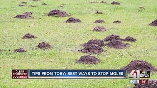 Tips from Toby Best ways to stop moles [upl. by Gran]