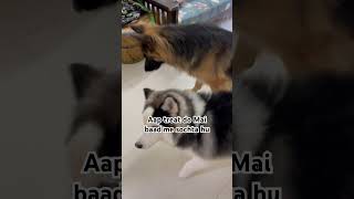 Aap treat do Mai baad me sochta hu shorts short shortsfeed shortvideos doglover [upl. by Ahsinat]