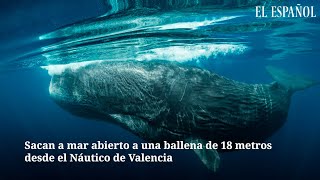 Sale a mar abierto a una ballena de 18 metros desde el náutico de Valencia [upl. by Tani]