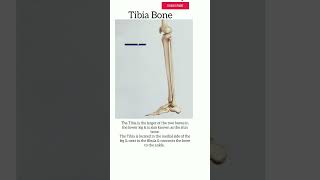 Tibia Bone humananatomy [upl. by Dlaner]