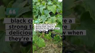 black currant berry benefits healing food fruit healthylifestyle viralvideo healthy [upl. by Drofwarc]