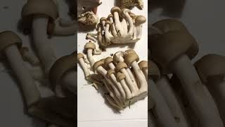 Cutting Beech Mushrooms 🍄 Shimeji In Japanese mushroom shimeji kinoko shorts youtubeshorts [upl. by Hoy]