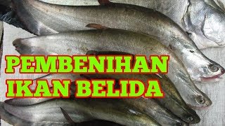 Pembenihan Ikan Belida [upl. by Yrennalf880]