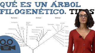 Qué es un árbol filogenético Tipos [upl. by Dachi874]