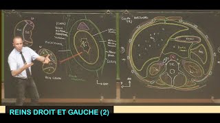 Anatomie des reins droit et gauche 2 Abdomen 10 [upl. by Nivac]