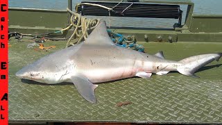 BULL SHARK Caught in FRESHWATER RIVER [upl. by Inan]